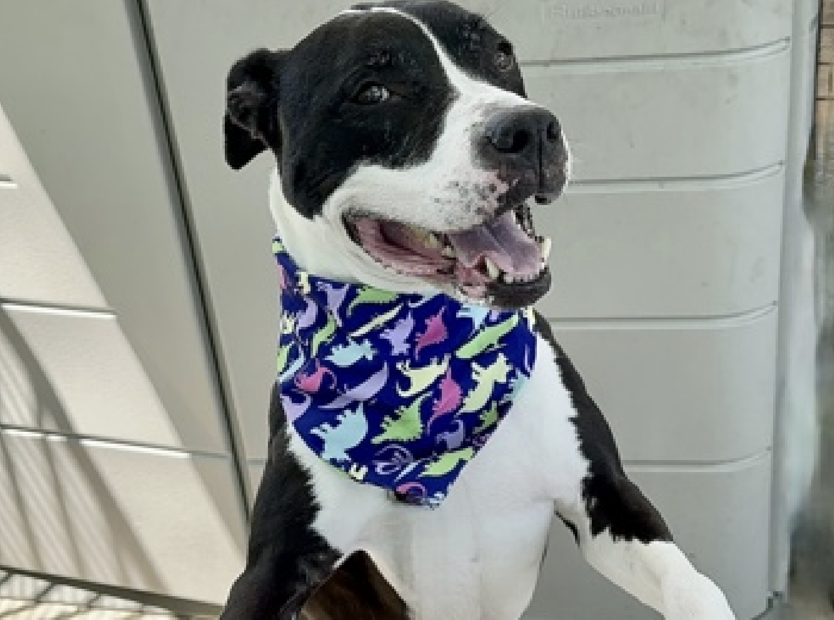 Luis, a black and white mixed breed available for adoption at ANimal Care Centers of NYC. He;'s 49 lbs, nine years old. In this shot, he's up on his two front legs with a big smile on his face, wearing a fun bandana